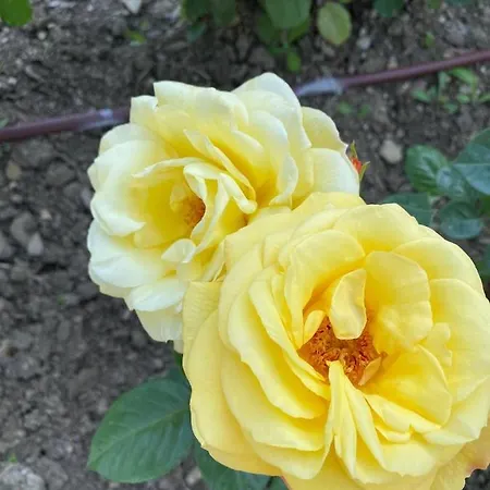 Sea View On The Sunny Sveti Vlas