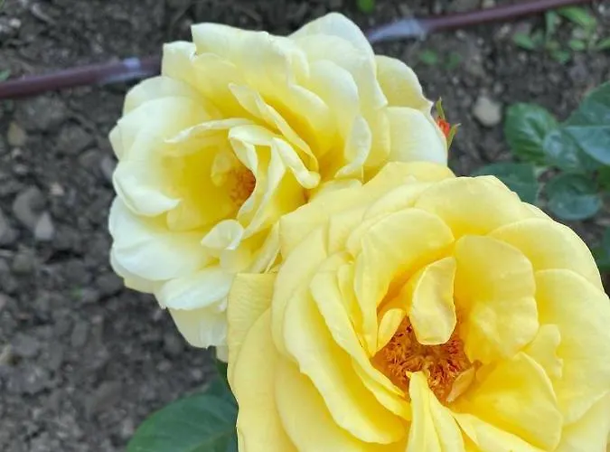 Sea View On The Sunny Sveti Vlas